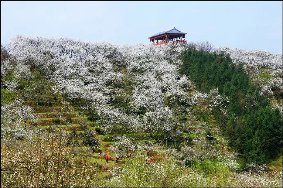【春天，广西桂林灌阳县向您发出邀请！】我们在灌阳看梨花 - 游山玩水 - 宁波生活社区 - 宁波28生活网 nb.28life.net