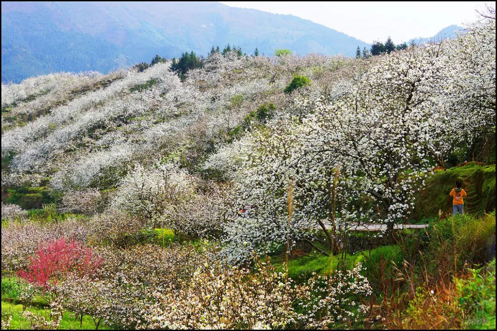 【春天，广西桂林灌阳县向您发出邀请！】我们在灌阳看梨花 - 游山玩水 - 宁波生活社区 - 宁波28生活网 nb.28life.net