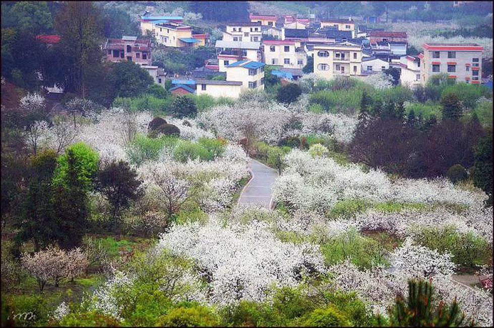 【春天，广西桂林灌阳县向您发出邀请！】我们在灌阳看梨花 - 游山玩水 - 宁波生活社区 - 宁波28生活网 nb.28life.net