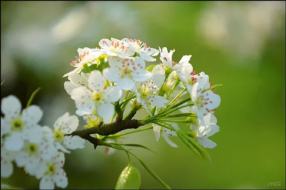 【春天，广西桂林灌阳县向您发出邀请！】我们在灌阳看梨花 - 游山玩水 - 宁波生活社区 - 宁波28生活网 nb.28life.net