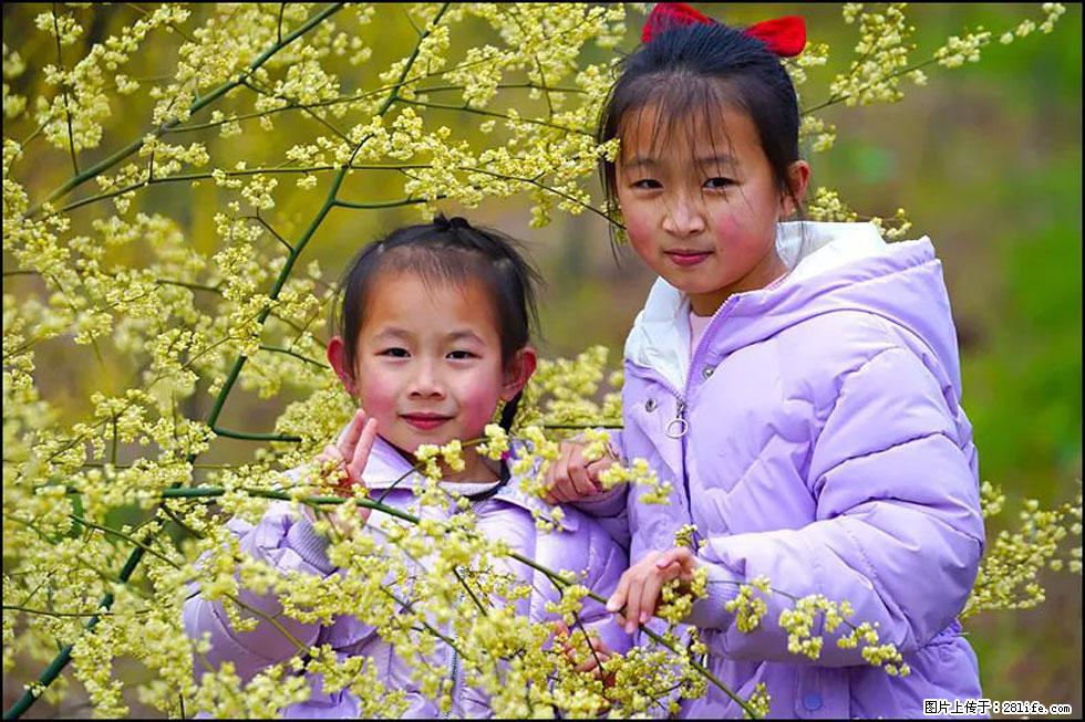 【春天，广西桂林灌阳县向您发出邀请！】米珠山前有片山苍子花在飘香 - 游山玩水 - 宁波生活社区 - 宁波28生活网 nb.28life.net