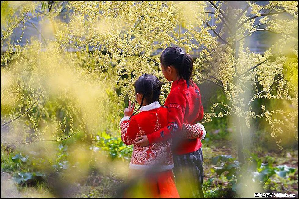 【春天，广西桂林灌阳县向您发出邀请！】米珠山前有片山苍子花在飘香 - 游山玩水 - 宁波生活社区 - 宁波28生活网 nb.28life.net