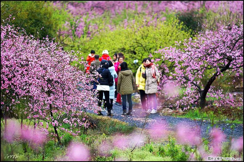 【春天，广西桂林灌阳县向您发出邀请！】官庄村有个醉美的桃花园 - 游山玩水 - 宁波生活社区 - 宁波28生活网 nb.28life.net
