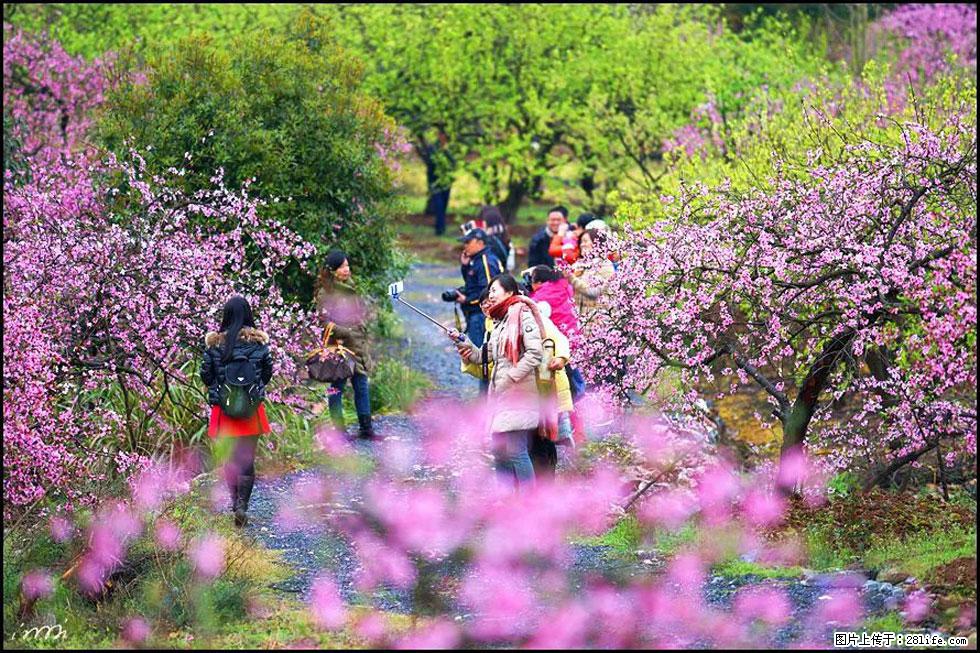 【春天，广西桂林灌阳县向您发出邀请！】官庄村有个醉美的桃花园 - 游山玩水 - 宁波生活社区 - 宁波28生活网 nb.28life.net