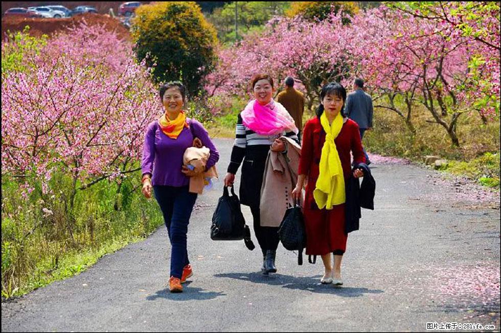 【春天，广西桂林灌阳县向您发出邀请！】官庄村有个醉美的桃花园 - 游山玩水 - 宁波生活社区 - 宁波28生活网 nb.28life.net