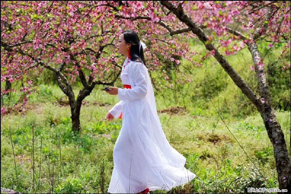 【春天，广西桂林灌阳县向您发出邀请！】官庄村有个醉美的桃花园 - 游山玩水 - 宁波生活社区 - 宁波28生活网 nb.28life.net