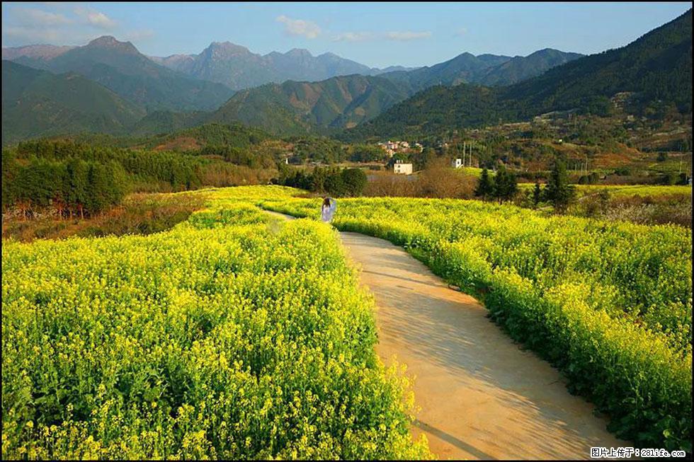 【春天，广西桂林灌阳县向您发出邀请！】长坪村油菜盛情花开 - 游山玩水 - 宁波生活社区 - 宁波28生活网 nb.28life.net