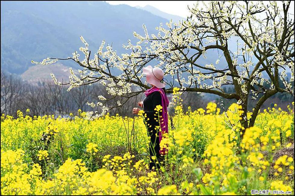 【春天，广西桂林灌阳县向您发出邀请！】长坪村油菜盛情花开 - 游山玩水 - 宁波生活社区 - 宁波28生活网 nb.28life.net