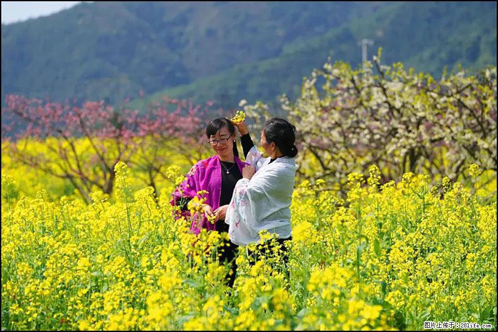 【春天，广西桂林灌阳县向您发出邀请！】长坪村油菜盛情花开 - 游山玩水 - 宁波生活社区 - 宁波28生活网 nb.28life.net