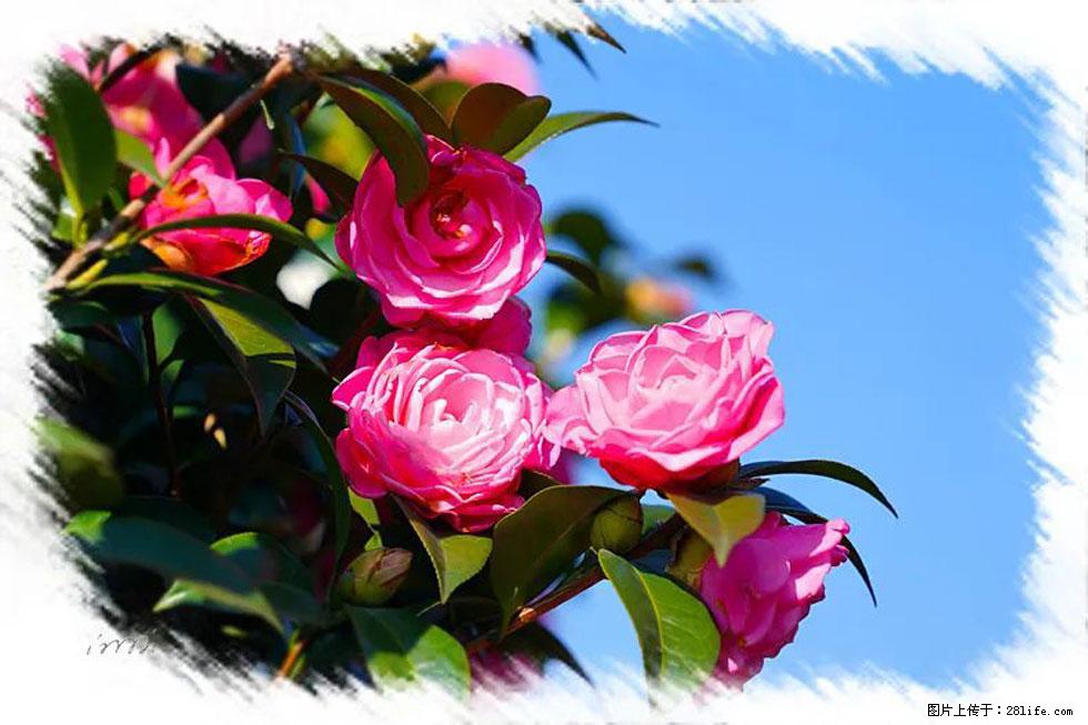 【春天，广西桂林灌阳县向您发出邀请！】杨柳井茶花惹人爱 - 游山玩水 - 宁波生活社区 - 宁波28生活网 nb.28life.net