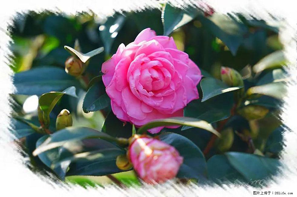 【春天，广西桂林灌阳县向您发出邀请！】杨柳井茶花惹人爱 - 游山玩水 - 宁波生活社区 - 宁波28生活网 nb.28life.net