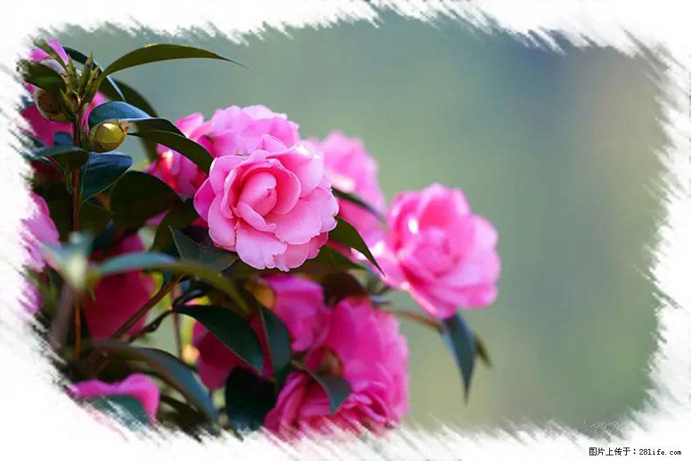 【春天，广西桂林灌阳县向您发出邀请！】杨柳井茶花惹人爱 - 游山玩水 - 宁波生活社区 - 宁波28生活网 nb.28life.net