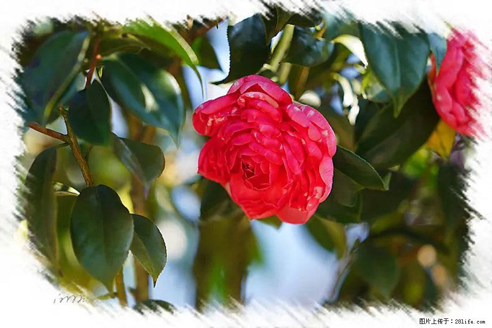 【春天，广西桂林灌阳县向您发出邀请！】杨柳井茶花惹人爱 - 游山玩水 - 宁波生活社区 - 宁波28生活网 nb.28life.net
