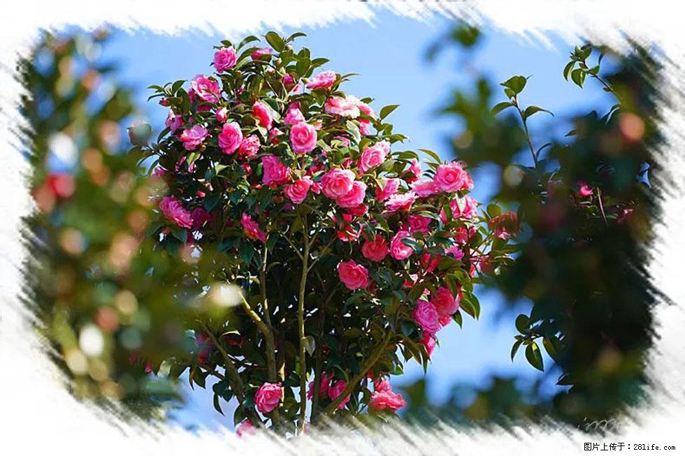 【春天，广西桂林灌阳县向您发出邀请！】杨柳井茶花惹人爱 - 游山玩水 - 宁波生活社区 - 宁波28生活网 nb.28life.net