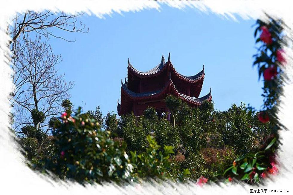 【春天，广西桂林灌阳县向您发出邀请！】杨柳井茶花惹人爱 - 游山玩水 - 宁波生活社区 - 宁波28生活网 nb.28life.net
