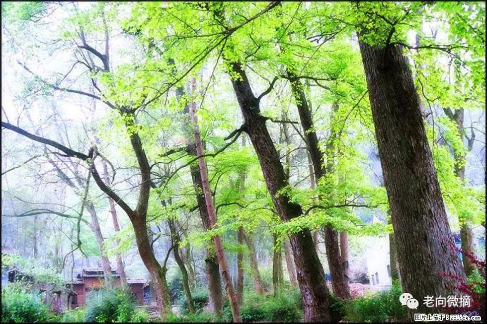 【春天，广西桂林灌阳县向您发出邀请！】在小龙村与春天约会 - 游山玩水 - 宁波生活社区 - 宁波28生活网 nb.28life.net