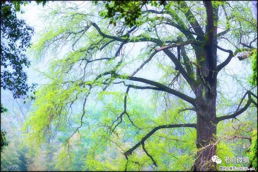 【春天，广西桂林灌阳县向您发出邀请！】在小龙村与春天约会 - 游山玩水 - 宁波生活社区 - 宁波28生活网 nb.28life.net
