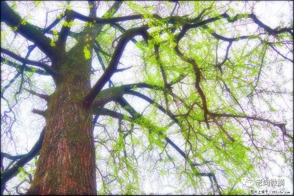 【春天，广西桂林灌阳县向您发出邀请！】在小龙村与春天约会 - 游山玩水 - 宁波生活社区 - 宁波28生活网 nb.28life.net