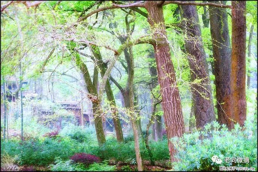 【春天，广西桂林灌阳县向您发出邀请！】在小龙村与春天约会 - 游山玩水 - 宁波生活社区 - 宁波28生活网 nb.28life.net