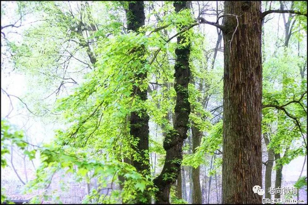 【春天，广西桂林灌阳县向您发出邀请！】在小龙村与春天约会 - 游山玩水 - 宁波生活社区 - 宁波28生活网 nb.28life.net