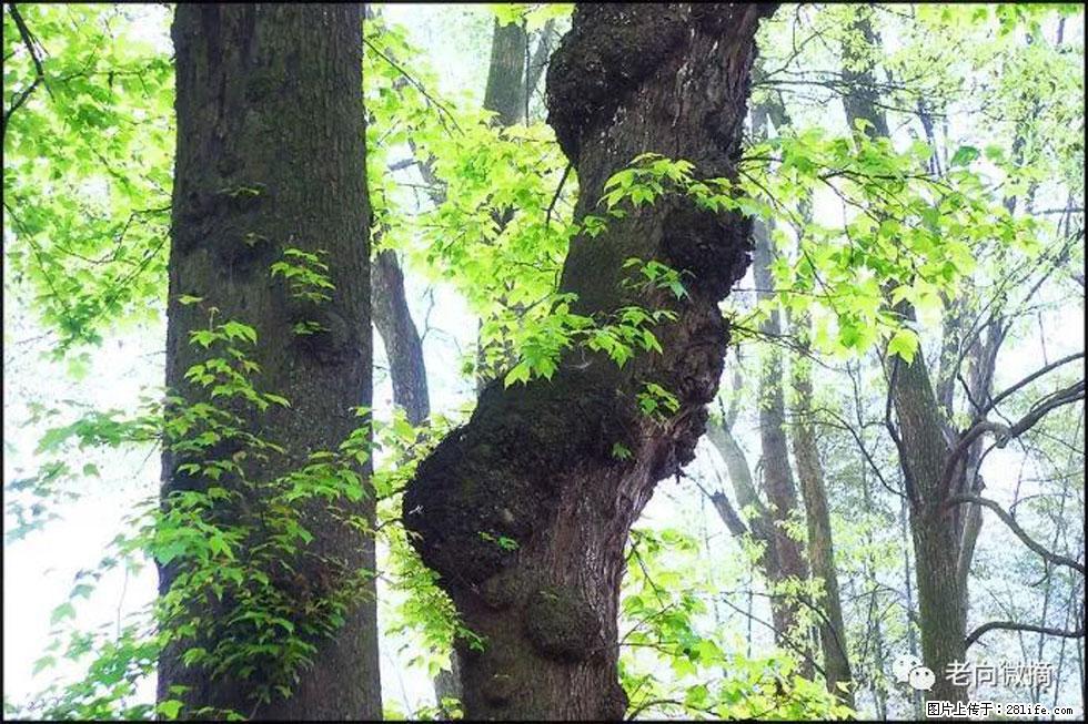 【春天，广西桂林灌阳县向您发出邀请！】在小龙村与春天约会 - 游山玩水 - 宁波生活社区 - 宁波28生活网 nb.28life.net