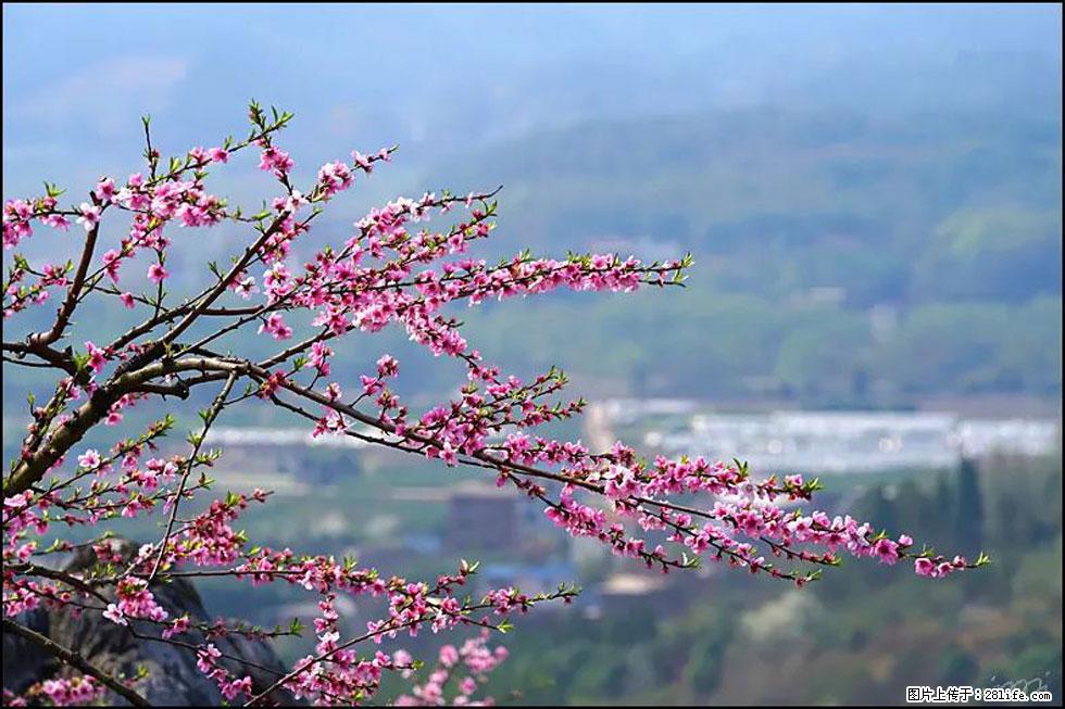 【春天，广西桂林灌阳县向您发出邀请！】望月岭上桃花开 - 游山玩水 - 宁波生活社区 - 宁波28生活网 nb.28life.net