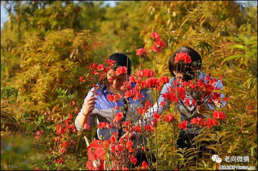 【春天，广西桂林灌阳县向您发出邀请！】登麒麟山，相约映山红 - 游山玩水 - 宁波生活社区 - 宁波28生活网 nb.28life.net