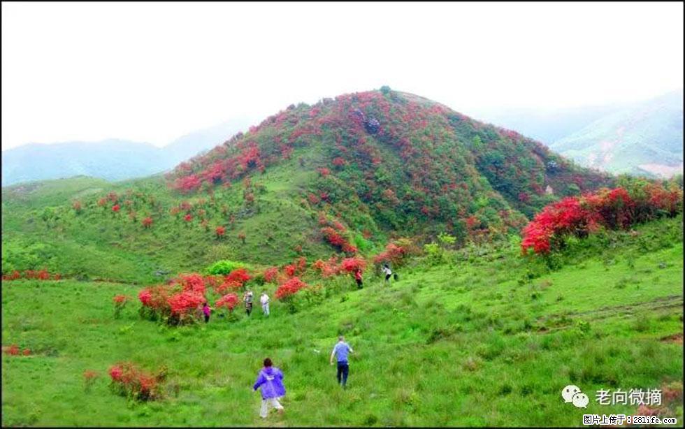【春天，广西桂林灌阳县向您发出邀请！】宝盖山上映山红 - 游山玩水 - 宁波生活社区 - 宁波28生活网 nb.28life.net