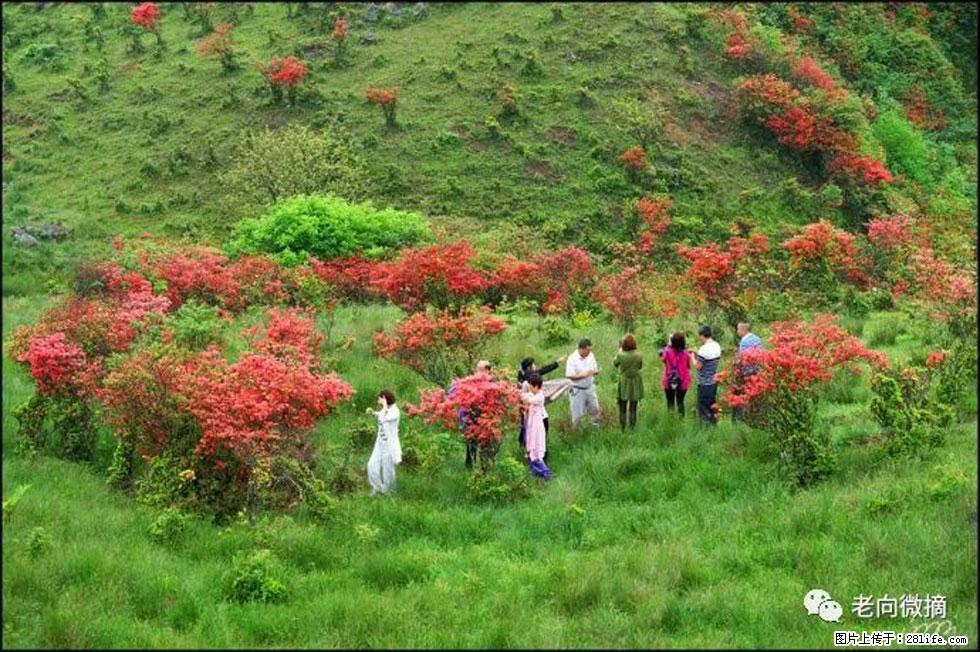 【春天，广西桂林灌阳县向您发出邀请！】宝盖山上映山红 - 游山玩水 - 宁波生活社区 - 宁波28生活网 nb.28life.net