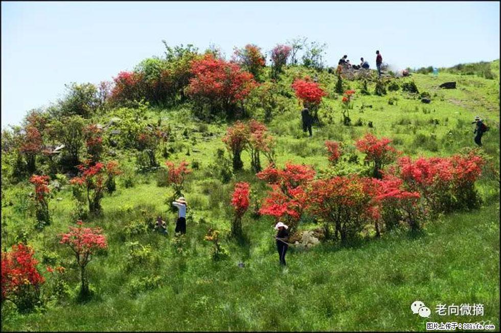 【春天，广西桂林灌阳县向您发出邀请！】宝盖山上映山红 - 游山玩水 - 宁波生活社区 - 宁波28生活网 nb.28life.net