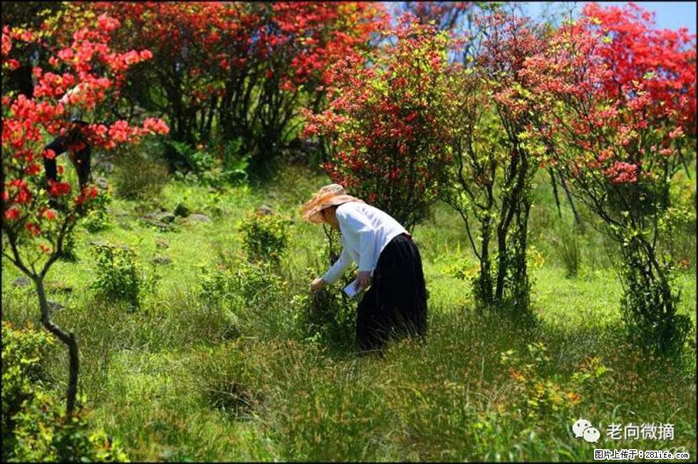 【春天，广西桂林灌阳县向您发出邀请！】宝盖山上映山红 - 游山玩水 - 宁波生活社区 - 宁波28生活网 nb.28life.net