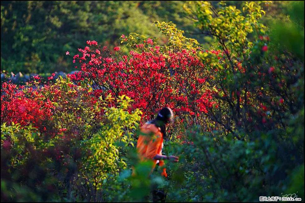 【春天，广西桂林灌阳县向您发出邀请！】春木界上映山红 - 游山玩水 - 宁波生活社区 - 宁波28生活网 nb.28life.net