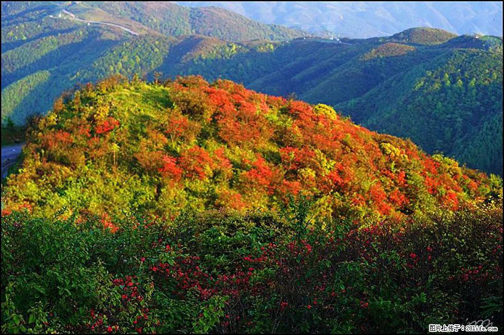 【春天，广西桂林灌阳县向您发出邀请！】春木界上映山红 - 游山玩水 - 宁波生活社区 - 宁波28生活网 nb.28life.net