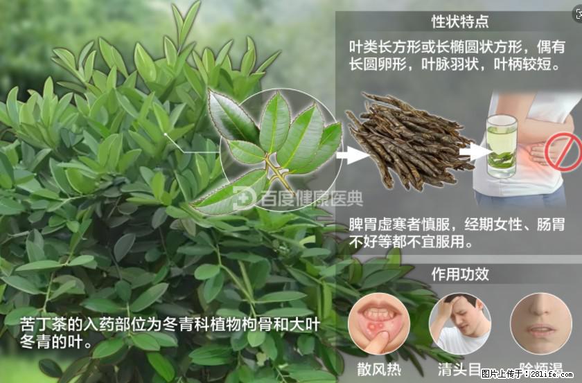 苦丁茶有哪些功效和作用 - 生活百科 - 宁波生活社区 - 宁波28生活网 nb.28life.net