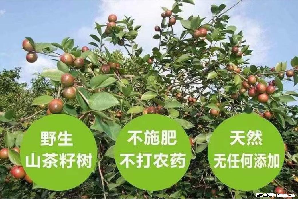 【灌阳县油茶产业示范区】一个有着充实的精神生活的人，对待身外之物自会有一种淡泊的态度 - 土特产 - 饮食特产 - 宁波分类信息 - 宁波28生活网 nb.28life.net