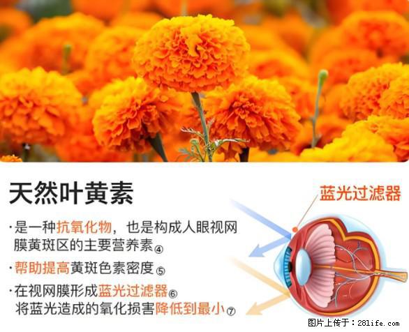 叶黄素有什么功效和作用 - 生活百科 - 宁波生活社区 - 宁波28生活网 nb.28life.net