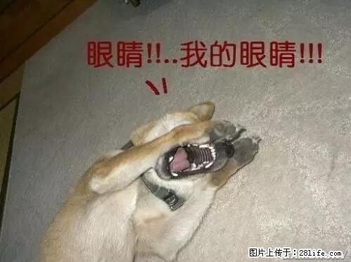 笑癫了！一女的怀孕三年未生，他终于忍不住了... - 娱乐八卦 - 宁波生活社区 - 宁波28生活网 nb.28life.net