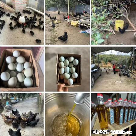 油茶园从小鸡仔开始养起的纯土鸡、土鸡蛋可以预定啦！还有前几天刚榨的纯山茶油哦 - 土特产 - 饮食特产 - 宁波分类信息 - 宁波28生活网 nb.28life.net
