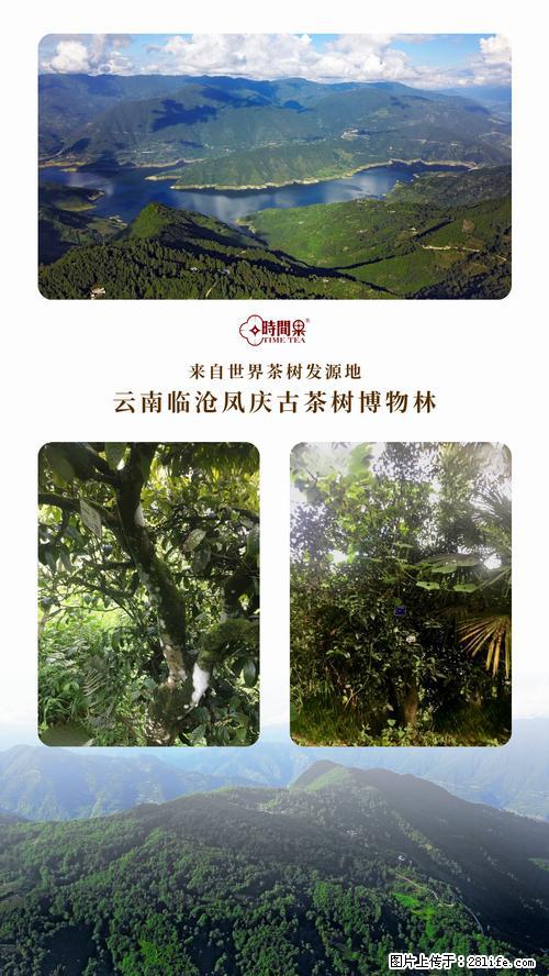 时间果百年古树2025年春红茶 - 购物交流 - 宁波生活社区 - 宁波28生活网 nb.28life.net