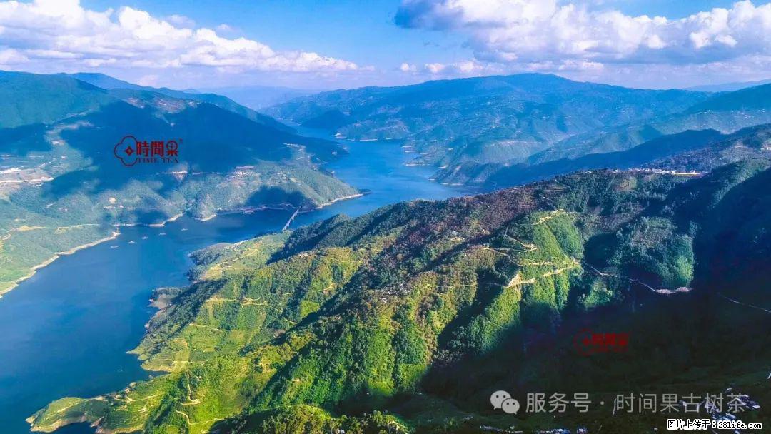 时间果百年古树龙珠普洱生茶 - 购物交流 - 宁波生活社区 - 宁波28生活网 nb.28life.net
