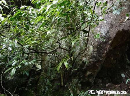 平乐石崖茶，珍贵仅次于金花茶 - 宁波生活资讯 - 宁波28生活网 nb.28life.net