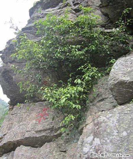 平乐石崖茶，珍贵仅次于金花茶 - 宁波生活资讯 - 宁波28生活网 nb.28life.net
