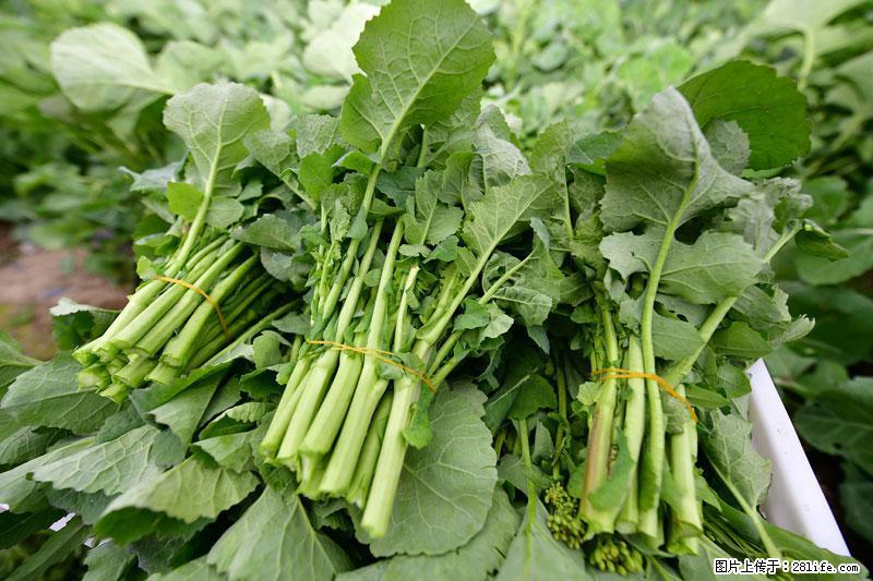 这些蔬菜是“天然钙片”，这6种被医生重点推荐 - 宁波生活资讯 - 宁波28生活网 nb.28life.net