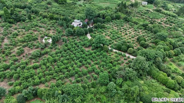 【乡村振兴】文市蜂糖李、黄金奈李迎丰产上市季 甜蜜产业助振兴 - 宁波生活资讯 - 宁波28生活网 nb.28life.net